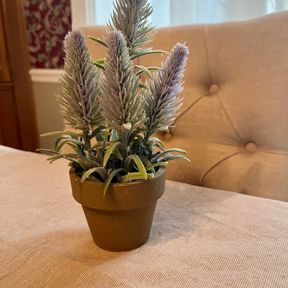 Adorable, purple green fern plant.